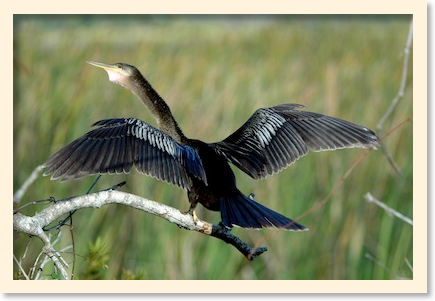 anhinga