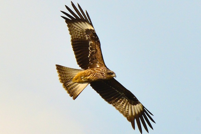 black kite