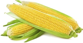 zz_corn_03_06