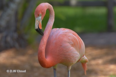 flamingo-kath