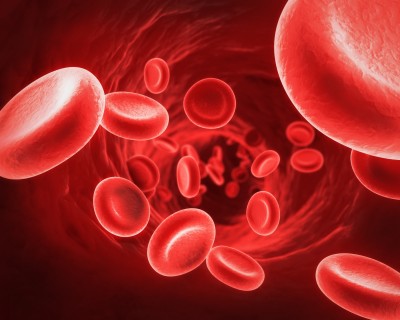 Red Blood Cells The clotting mechanism is necessary for survival in animals and humans, because the blood circulation system is pressurized, and a simple cut or wound would prove fatal if the Red Blood Cells The clotting mechanism is necessary for survival in animals and humans, because the blood circulation system is pressurized, and a simple cut or wound would prove fatal if the