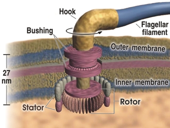 flagellum